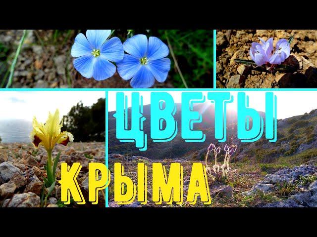 Цветы Крыма. Пока карантин покажу цветы, которые мне повезло увидеть.