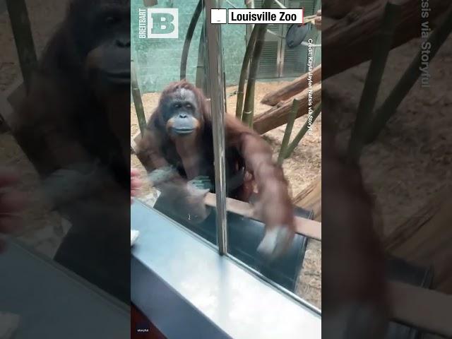 AWWWW — Orangutan Fascinated with Zoogoer’s Baby After "Asking" to See It