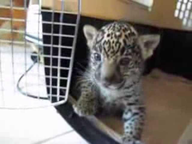 Baby Jaguar (Cub) Chews Finger Then "Roars" a Baby Roar