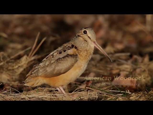 American Woodcock