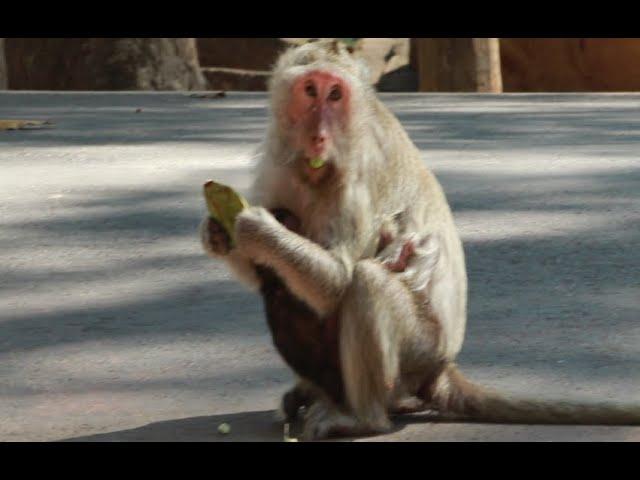 Maybe This Little Monkey Of Butter Hungry Milk During Mum Eat Fruits