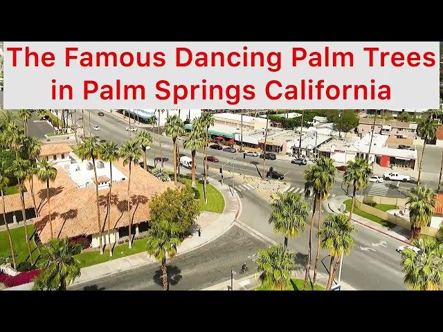 Famous Dancing Palm Trees in Palm Springs, California