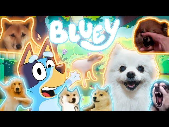 BLUEY em cachorrês