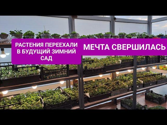 МЕЧТА СВЕРШИЛАСЬ. МОИ РАСТЕНИЯ ПЕРЕЕХАЛИ В БУДУЩИЙ ЗИМНИЙ САД. РАДОСТИ НЕТ ПРЕДЕЛА.