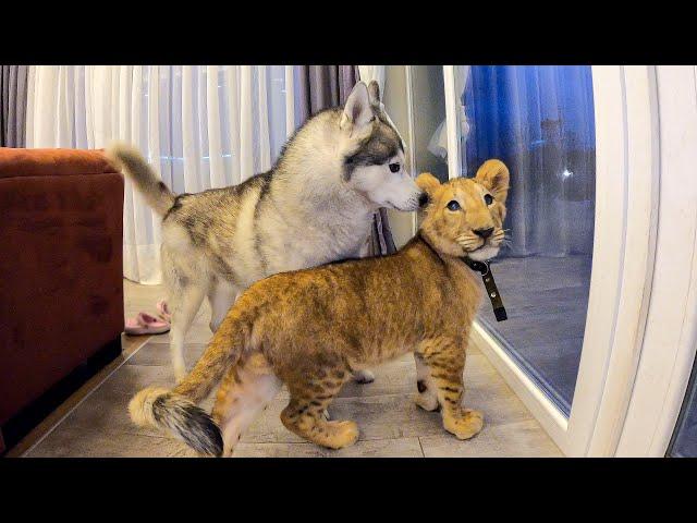 Африканский ЛЕВ в гостях у Хаски / Собака боится Львёнка / lion vs husky