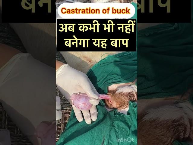 Castration of buck l Dr umar khan