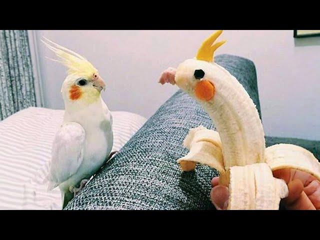 The World's Funniest Parrots That Will Have You Rolling with Laughter! 