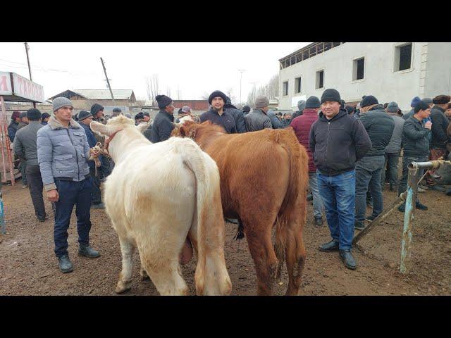 Yangiqõrģon tumani Begabod Mol bozori semiz boqma va yosh buqalar narhlari bilan tanishing 8.03.2025