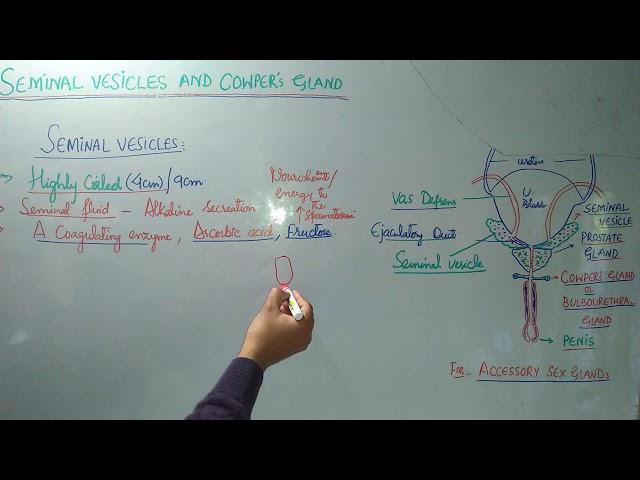 Seminal vesicles and Cowper's gland