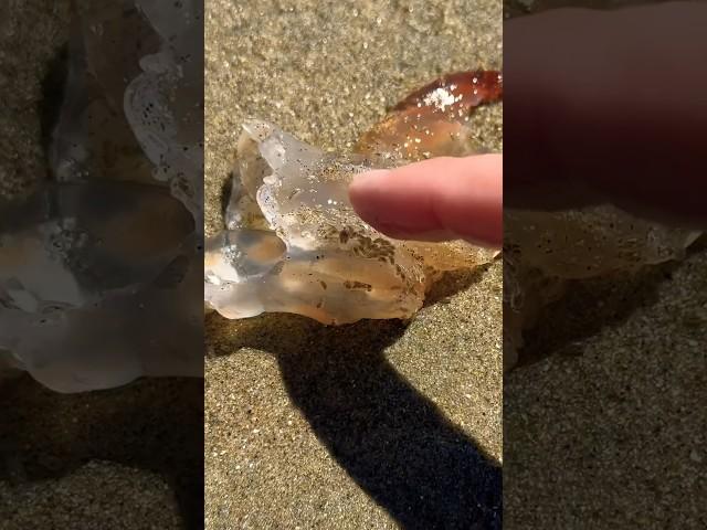 Jellyfish vs Sand Piranhas (Completely Infested)! #shorts