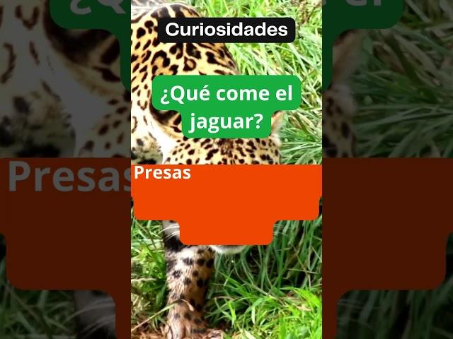 Qué come el jaguar?  #explicatodo#shorts #jaguar