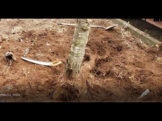 How to Remove Tree Stump With Just Hand Tools - Simple Stump Removal