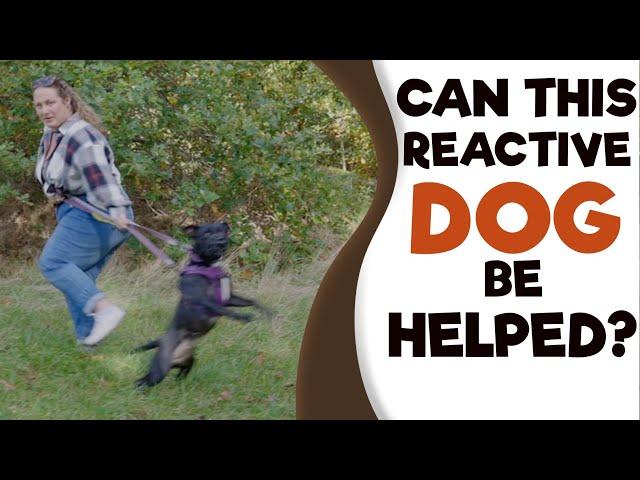How to STOP Dog Aggression to Dogs/People