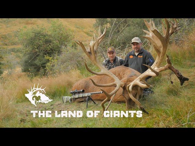 Giant Stag in New Zealand