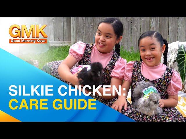 How to care for silkie chickens