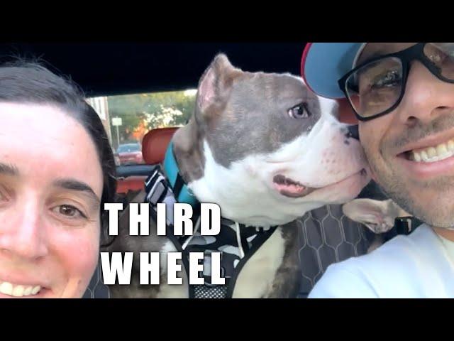 We adopted a dog. Now I'm third wheel.