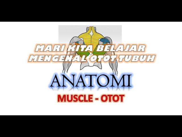 Mengenal Anatomi Otot Manusia