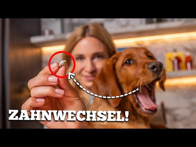 Zahnen beim Welpen: So hilfst du deinem Hund beim Zahnwechsel! 