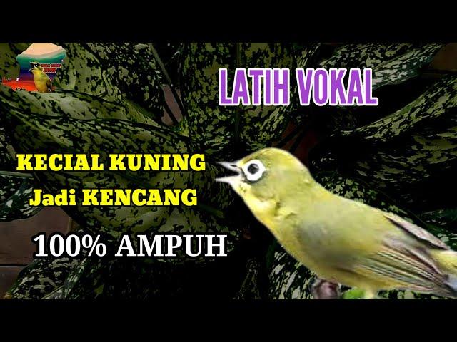 LATIH VOKAL KECIAL KUNING JADI KENCENG, 100% AMPUH