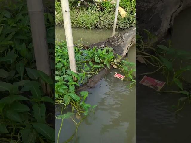 AKIBAT MANCING PAKE UMPAN CACING TANAH DAPAT IKAN PURBA