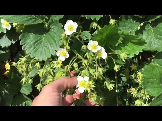 SUPER FEEDING strawberries during flowering. Three feeding options for a large and healthy harvest.