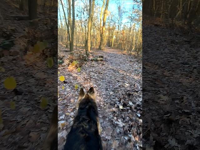 VLOG snippet walking through forest ‍  #dog #germanshepherd #doglife #gsd #dogshorts #doglover