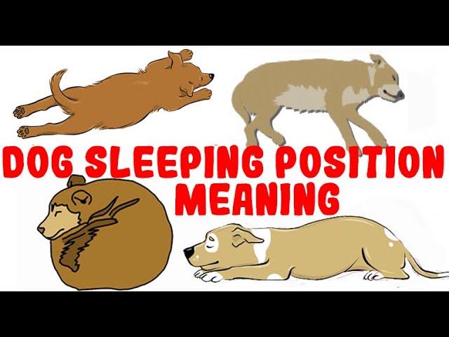 What Your Dog's Sleeping Position Reveals About Their Personality, Health and Character