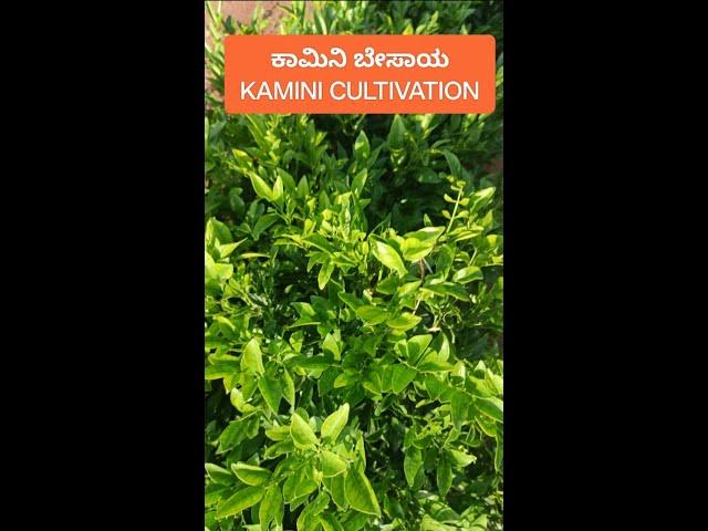 ಕಾಮಿನಿ ಬೇಸಾಯ/KAMINI CULTIVATION