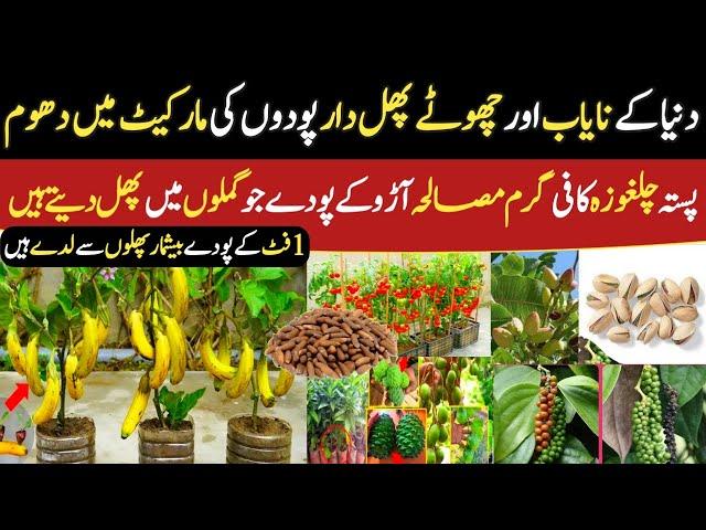 Word Top 80 Fruit Plants 🪴 | Different Fruit Nursery in Toba Tek singh| High profit Business