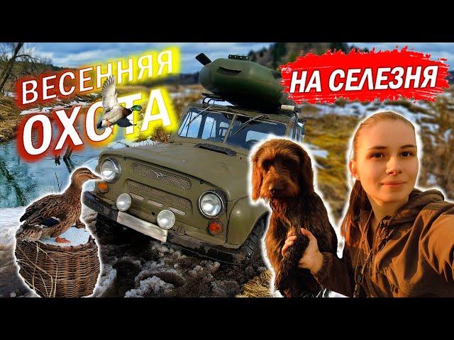 Весенняя охота на селезня 2022, девушка охотник / Spring drake hunting, girl hunter