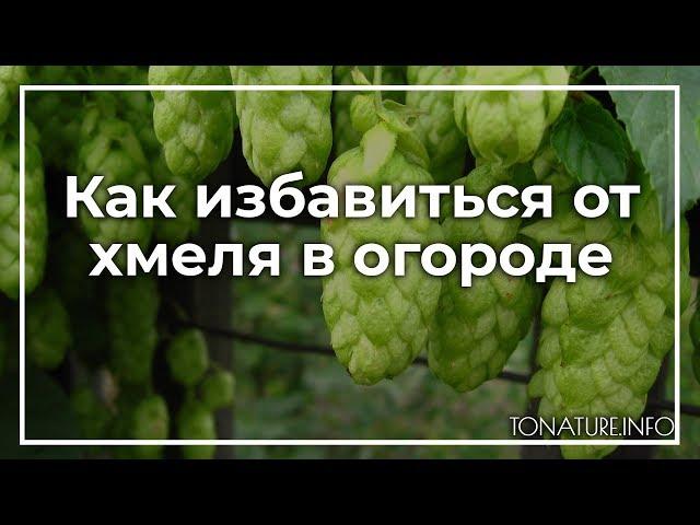 Как избавиться от хмеля в огороде? | toNature.Info