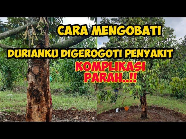 CARA MENGOBATI DURIAN BUSUK AKARBUSUK PANGKAL BATANGPENGGEREK BATANG‼KOMPLIKASI⁉️