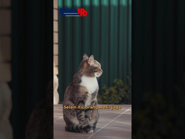 Mengungkap Rahasia 9 Nyawa Kucing