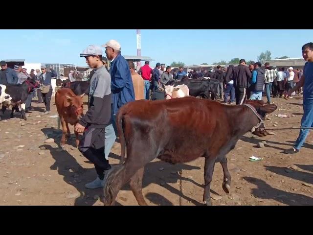 25 мая 2024 SAMARKAND PASTDARGOM JUMA MOL BOZORI САМАРКАНД ПАСТДАРГОМ ЖУМА БОЗОРИ ГУНОЖИН НАРХЛАРИ