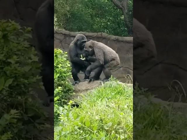 Tender moment between #gorilla siblings.