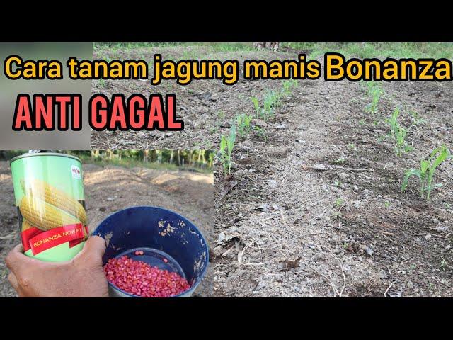 Cara menanam jagung manis Bonanza tumbuh subur dan anti gagal