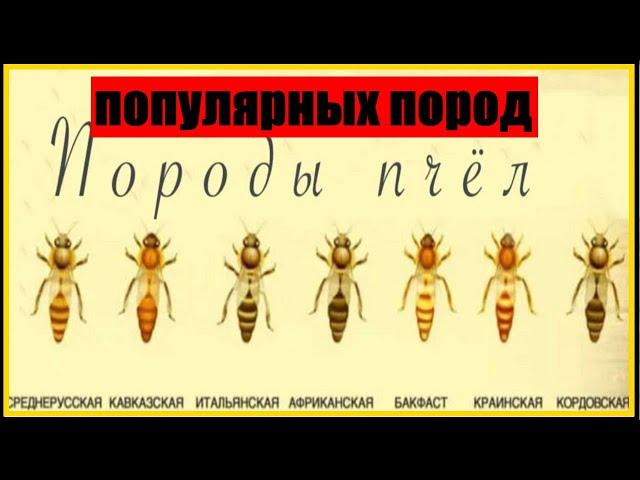 ОБЗОР ПОПУЛЯРНЫХ ПОРОД  ПЧЕЛ || ПОРОДЫ ПЧЕЛ