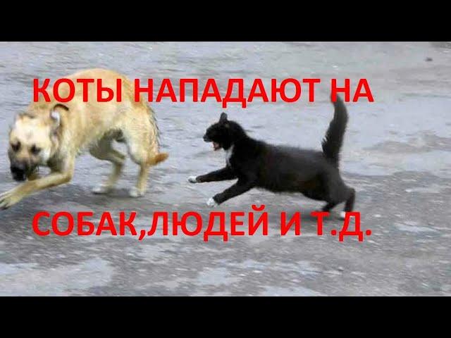 КОТЫ НАПАДАЮТ НА СОБАК И ЛЮДЕЙ-ЖЕСТЬ!!!/CATS ATTACK DOGS AND PEOPLE-TIN!!!