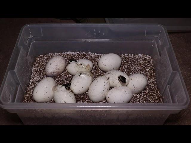 Incubation of Ball Python eggs below recommended temperatures