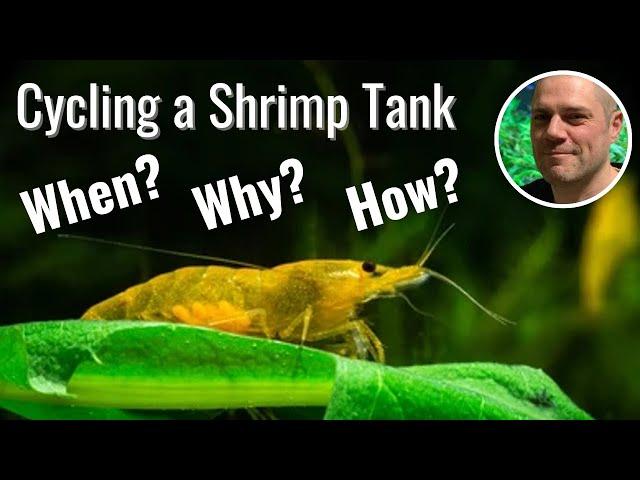 How to Cycle a Red Cherry Shrimp Tank - HOW, WHEN AND WHY WE NEED TO CYCLE A SHRIMP TANK!