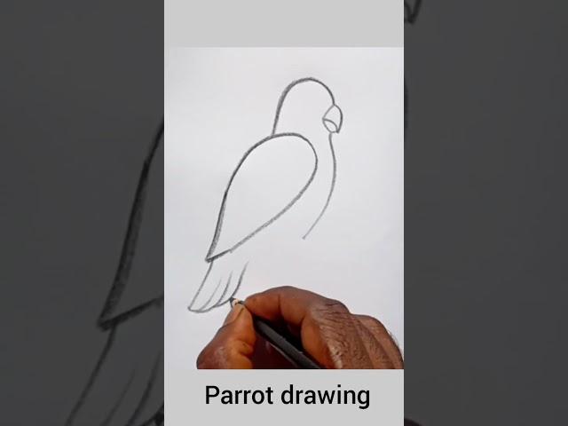 parrot drawing easy