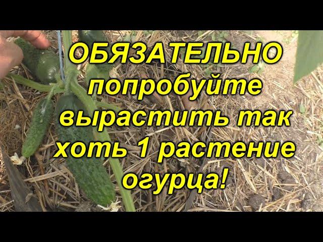 Огурцы будут самыми ранними - проверенный способ посадки!!!(попробуйте!)