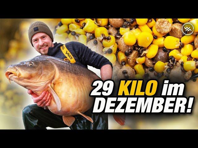 Karpfenangeln im Winter  auf Monsterfische mit Dosenmais