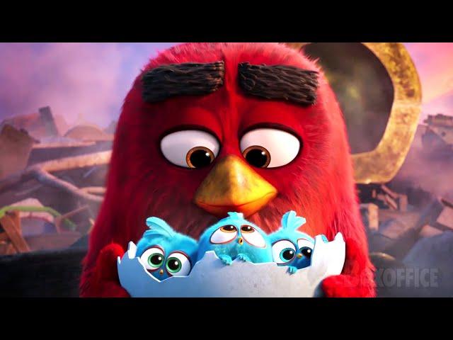 The Angry Birds cutest moments  4K