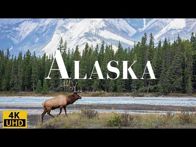 Wild Beauty of Alaska 4K: A Relaxing Journey Through Nature/ Alaska Life/ Relaxation Film