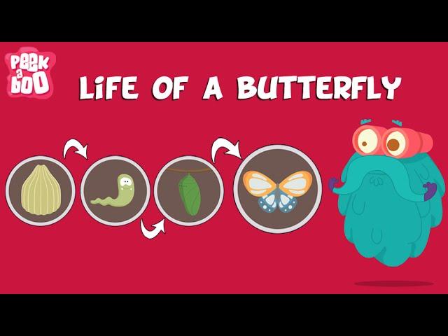 Life Of A Butterfly | The Dr. Binocs Show | Learn Videos For Kids