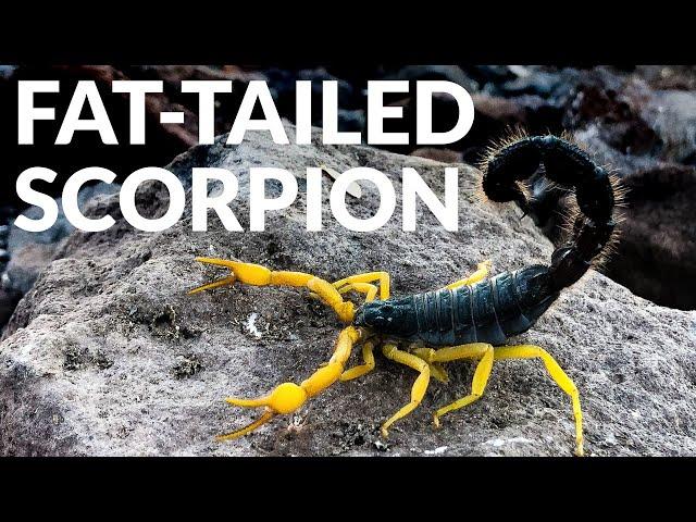 African Wildlife Reccie! ft. Thick-Tailed Scorpion, Tiger Snake & Desert Locust!