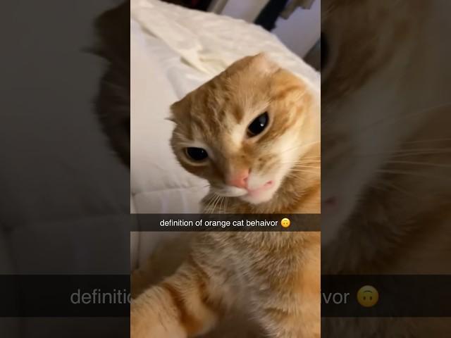 Typical orange cat behavior 