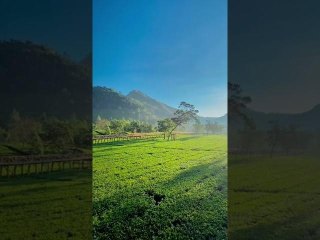 Kebun Teh Sikatok, Wonosobo, Jawa Tengah