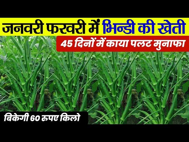 फरवरी मार्च में भिंडी की खेती | Bhindi ki kheti kab aur kaise karenOkra farming 2025Ageti bhindi